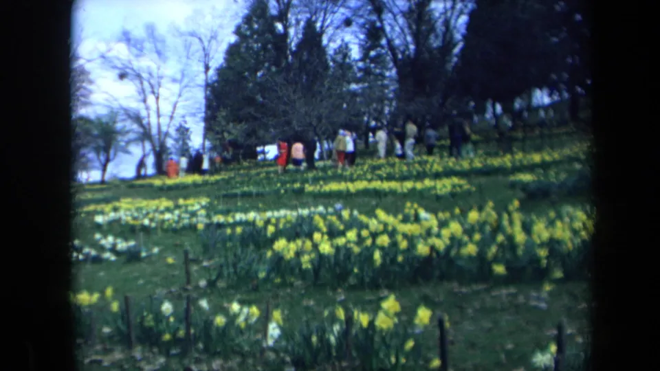 Handheld 8mm frame of a group touring a California flower field, with daffodils spread across the hillside.