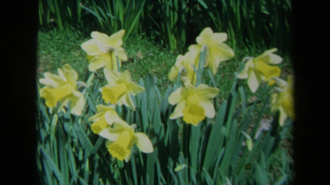 Yellow daffodils sway among green leaves in 1969 California 8mm home-movie footage.