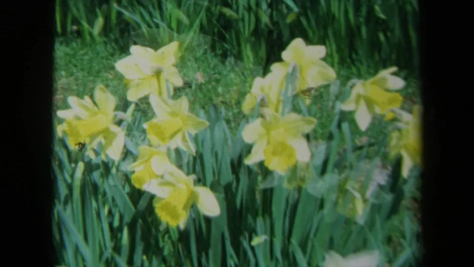A cluster of yellow daffodils appears in soft-focus 1969 California home-movie footage.