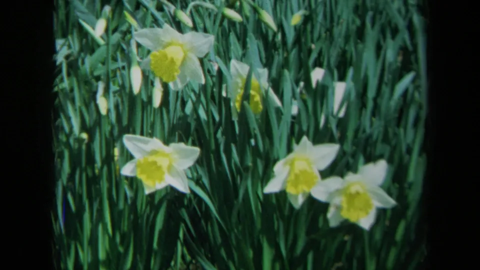 Pale yellow daffodils and tall leaves are shown in a 1969 California 8mm garden-like view.