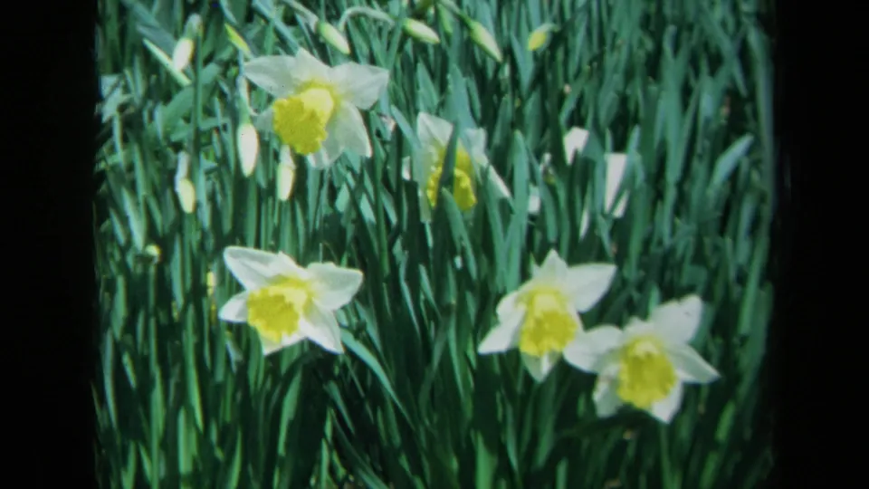 Daffodils remain visible among dense green leaves at the end of the 1969 California 8mm clip.