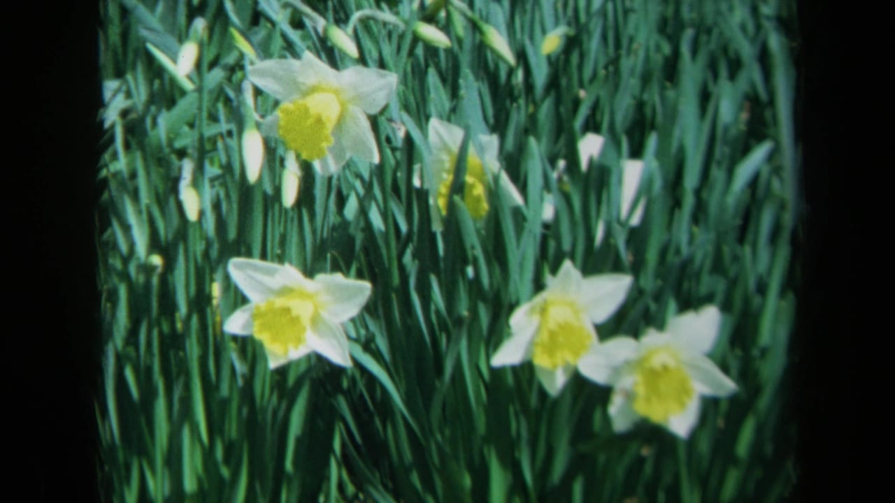 1969 California 8mm frame showing white and yellow daffodils growing among dense green grass.
