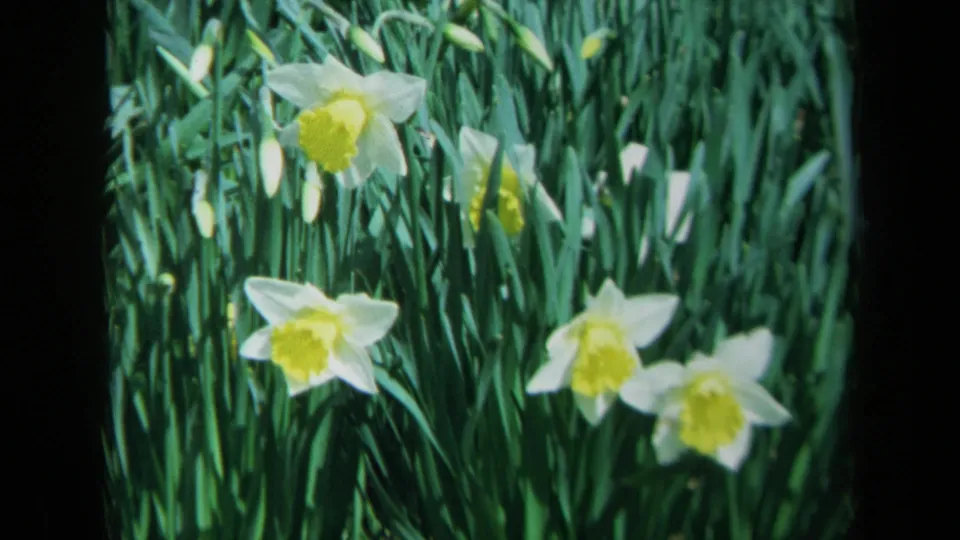 1969 California 8mm frame showing white and yellow daffodils growing among dense green grass.