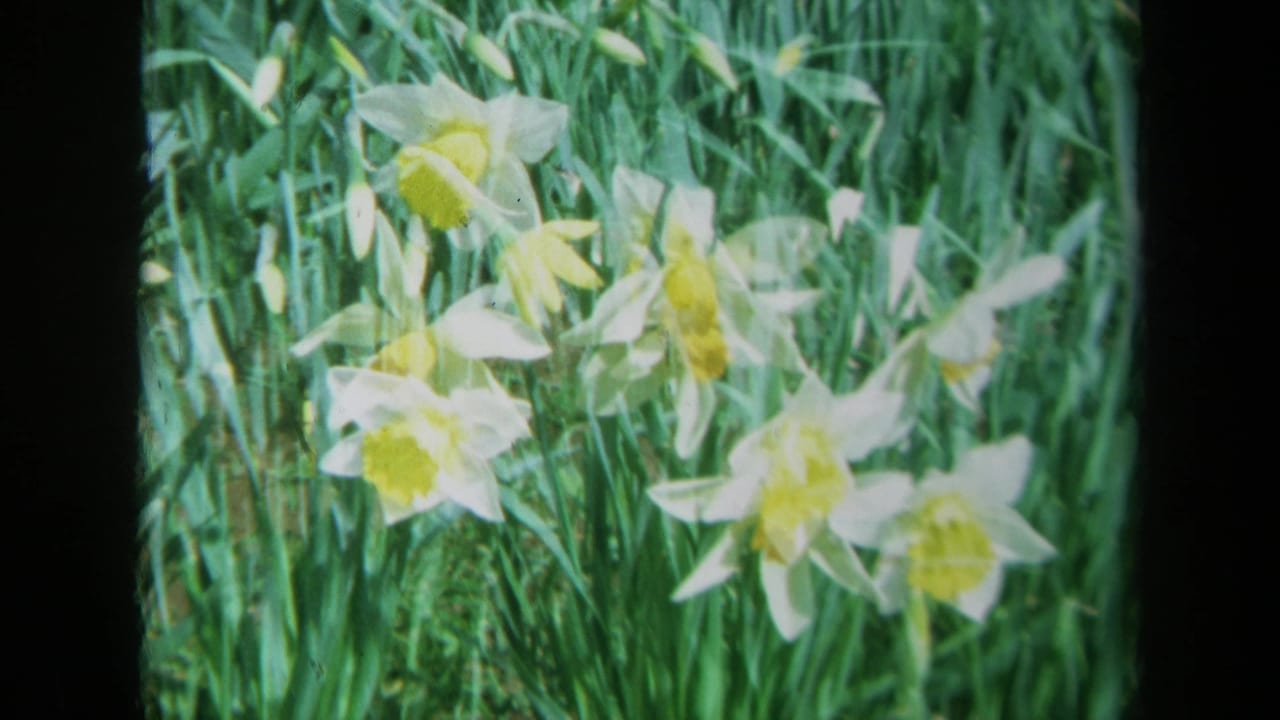 Cluster of daffodils in green grass with soft double exposure-like motion.