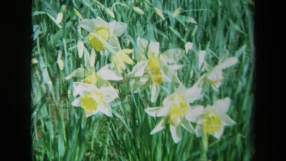 1969 California 8mm frame of several daffodils clustered in grass, with soft film blur and bright yellow centers.