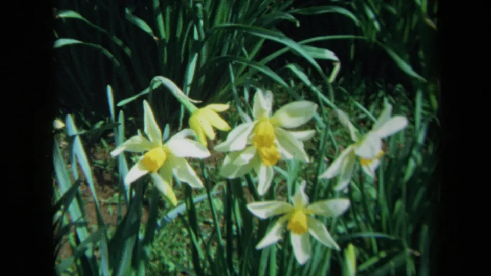1969 California 8mm frame with white and yellow daffodils seen low in a patch of green grass and shadow.