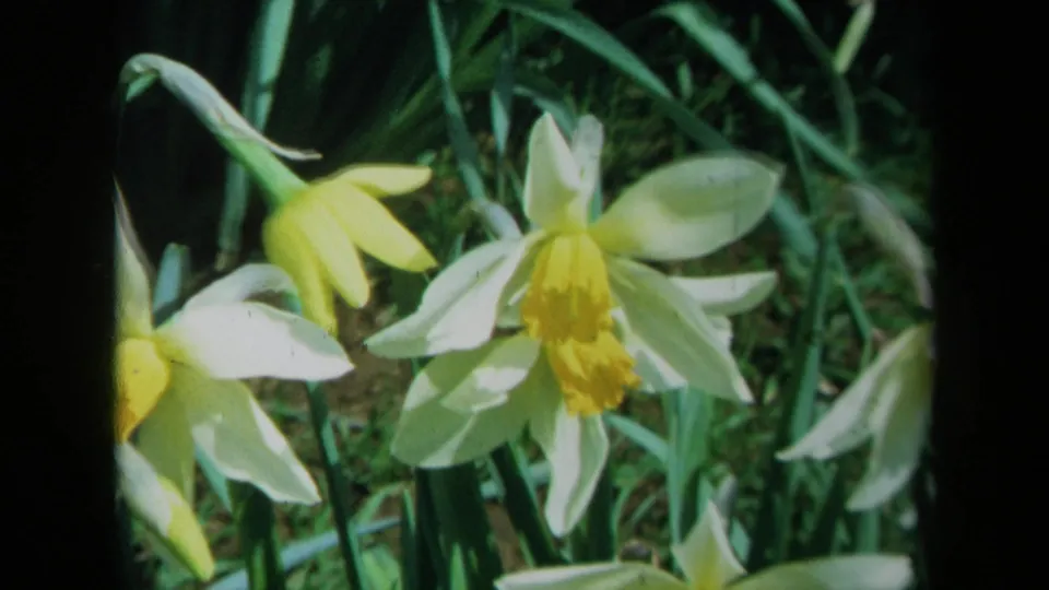 1969 California 8mm close-up of daffodils with yellow centers, pale petals, green grass, and dark film border.