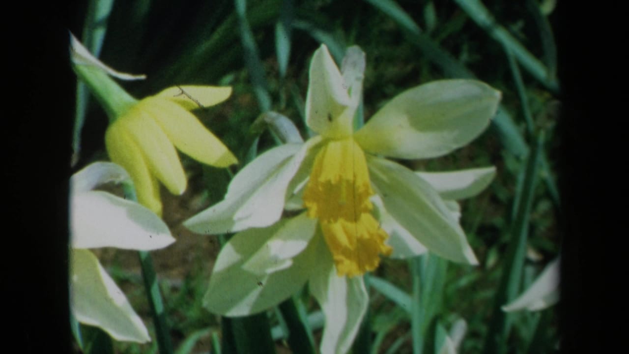 1969 California 8mm close-up of white and yellow daffodils in a garden, with soft focus and green foliage behind them.