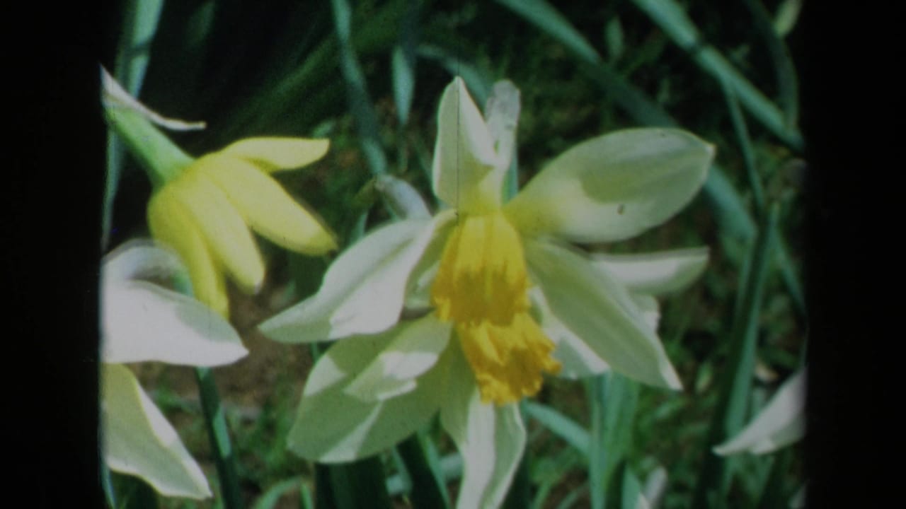 Daffodils seen close-up with green stems and foliage behind.