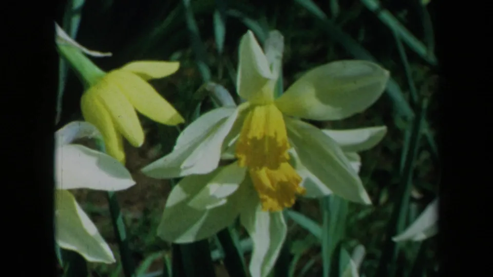 A close 1969 home-movie frame of daffodil blossoms, with pale petals, yellow centers, and green leaves filling the background.
