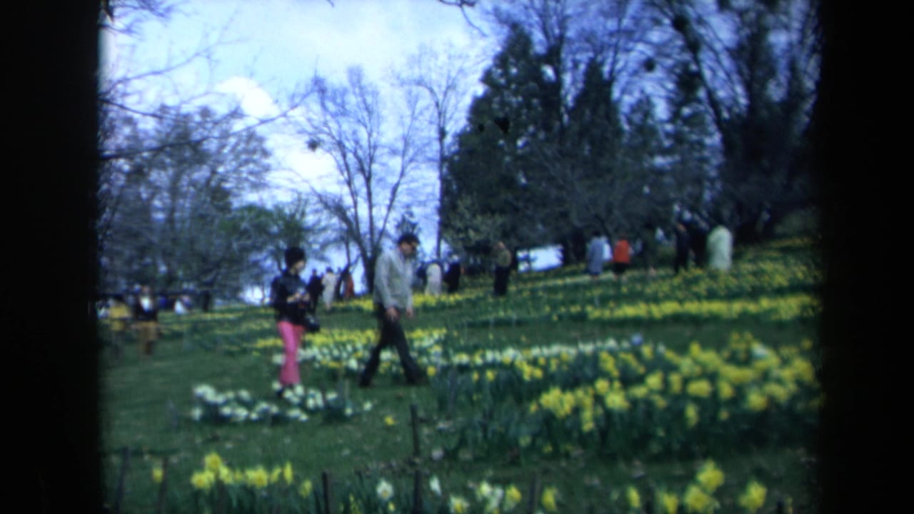 1969 California home-movie frame with visitors walking among daffodils and white blossoms on a tree-lined hillside.