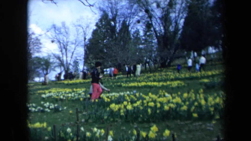 1969 California footage shows a woman walking through a hillside flower exhibition with daffodils and trees nearby.