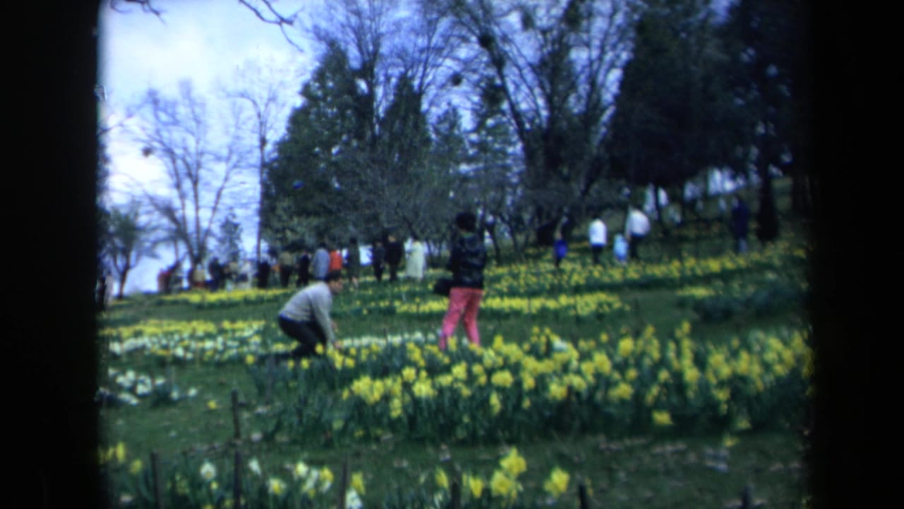 1969 California 8mm frame showing people in a daffodil-covered park hillside with trees and sky behind them.