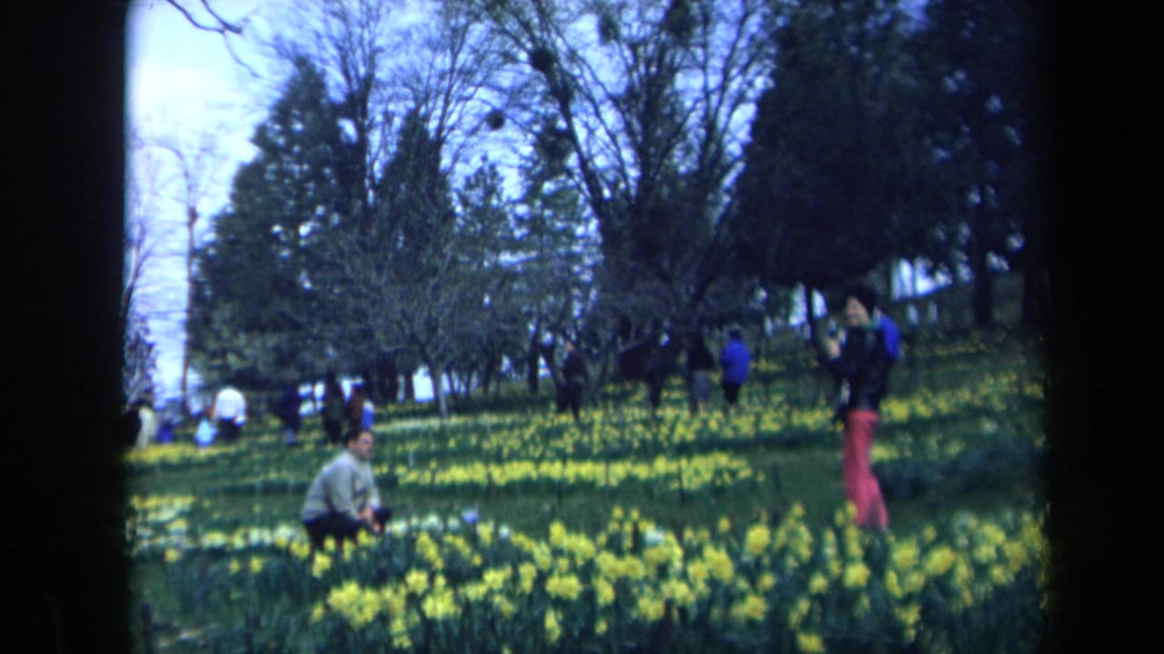 A kneeling man and a woman with a camera stand among daffodils.