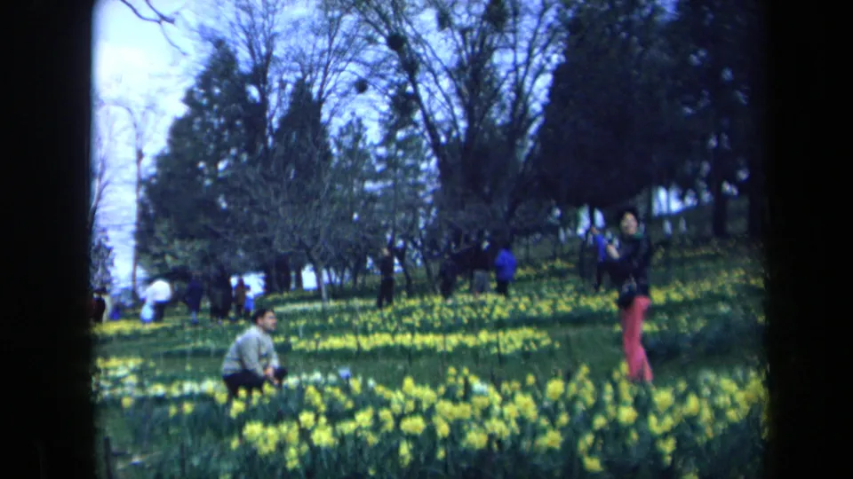 1969 California 8mm frame of a man crouching in a daffodil bed with scattered park visitors behind him.