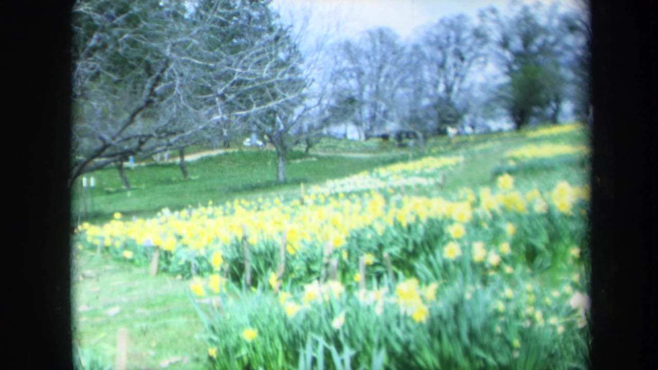 Yellow daffodils spread across a grassy hillside with bare trees in the background.