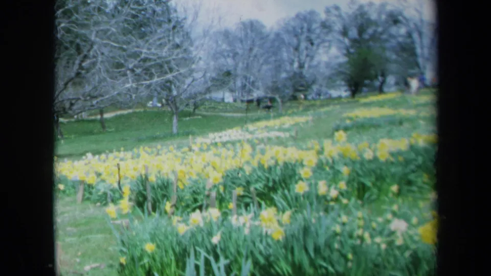 1969 California garden view with yellow daffodils, green grass, bare trees, and distant visitors near the upper slope.