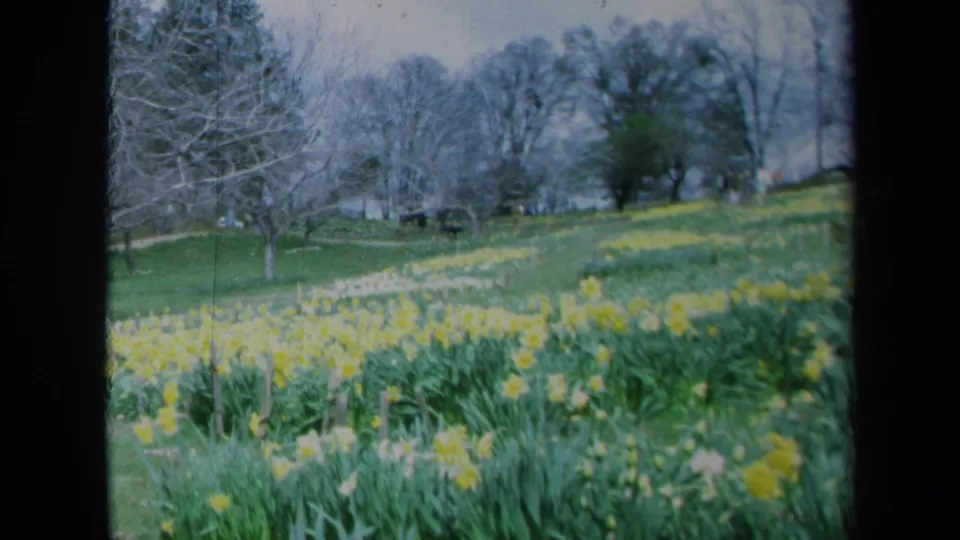 Soft 8mm frame from California in 1969 showing yellow spring flowers, grass, and bare trees across a garden slope.