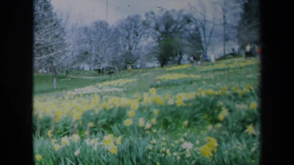 1969 California 8mm still showing daffodils in the foreground, bare trees, and distant visitors in a spring garden.