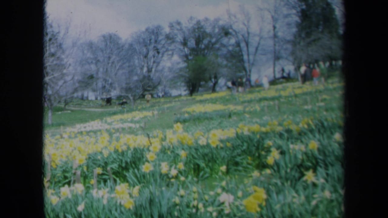 1969 California 8mm frame showing a daffodil-covered slope, leafless trees, evergreens, and distant visitors walking near the top of the hill.