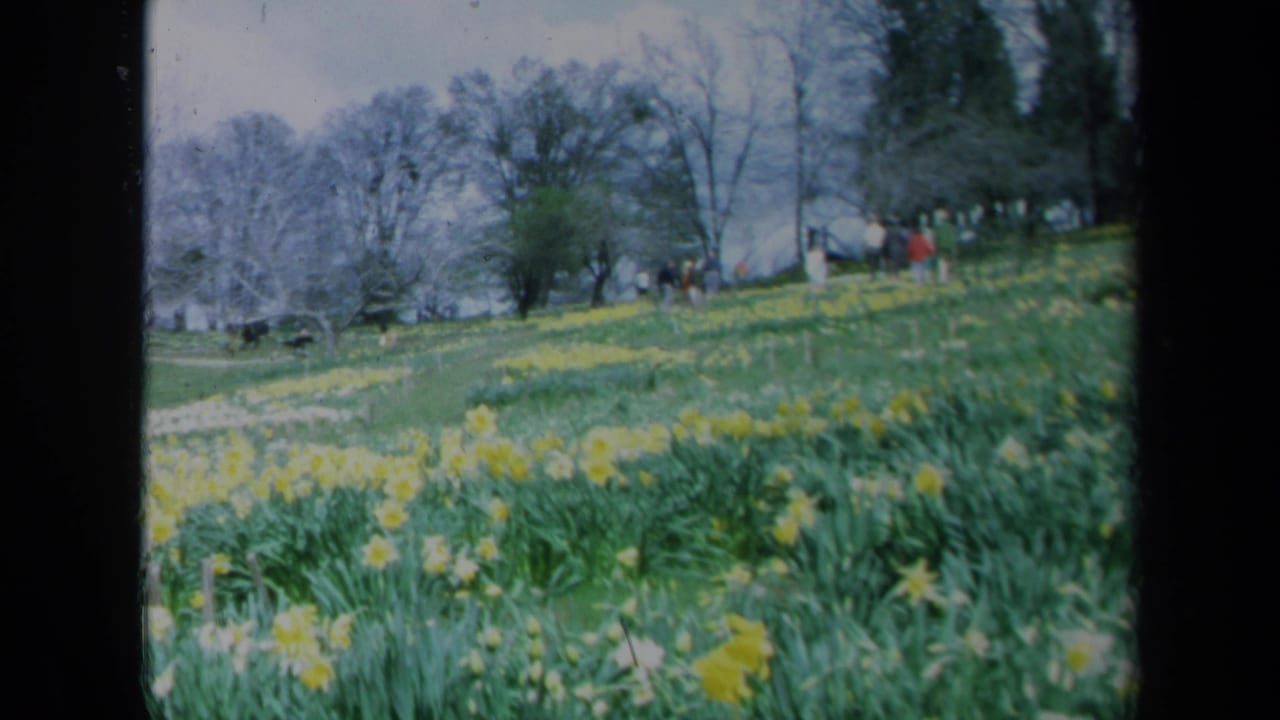 Flowered hillside with distant walkers, bare trees, and evergreens under a pale sky.