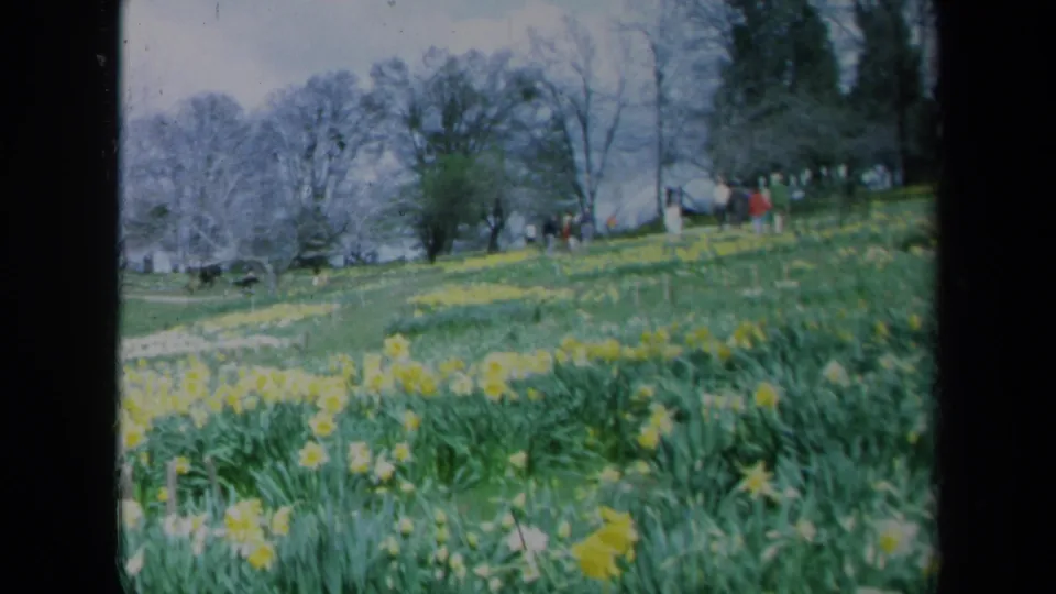 1969 California home-movie frame of visitors walking along the upper edge of a daffodil-filled hillside beneath bare trees and evergreens.