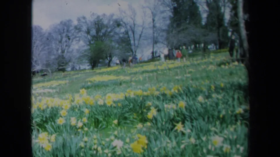 Soft 8mm frame from 1969 California showing a sloped flower field with yellow daffodils, white blossoms, trees, and distant strolling visitors.