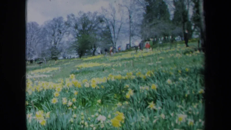 1969 California frame with yellow daffodils across a grassy slope, distant figures near the trees, and the soft color and grain of 8mm film.