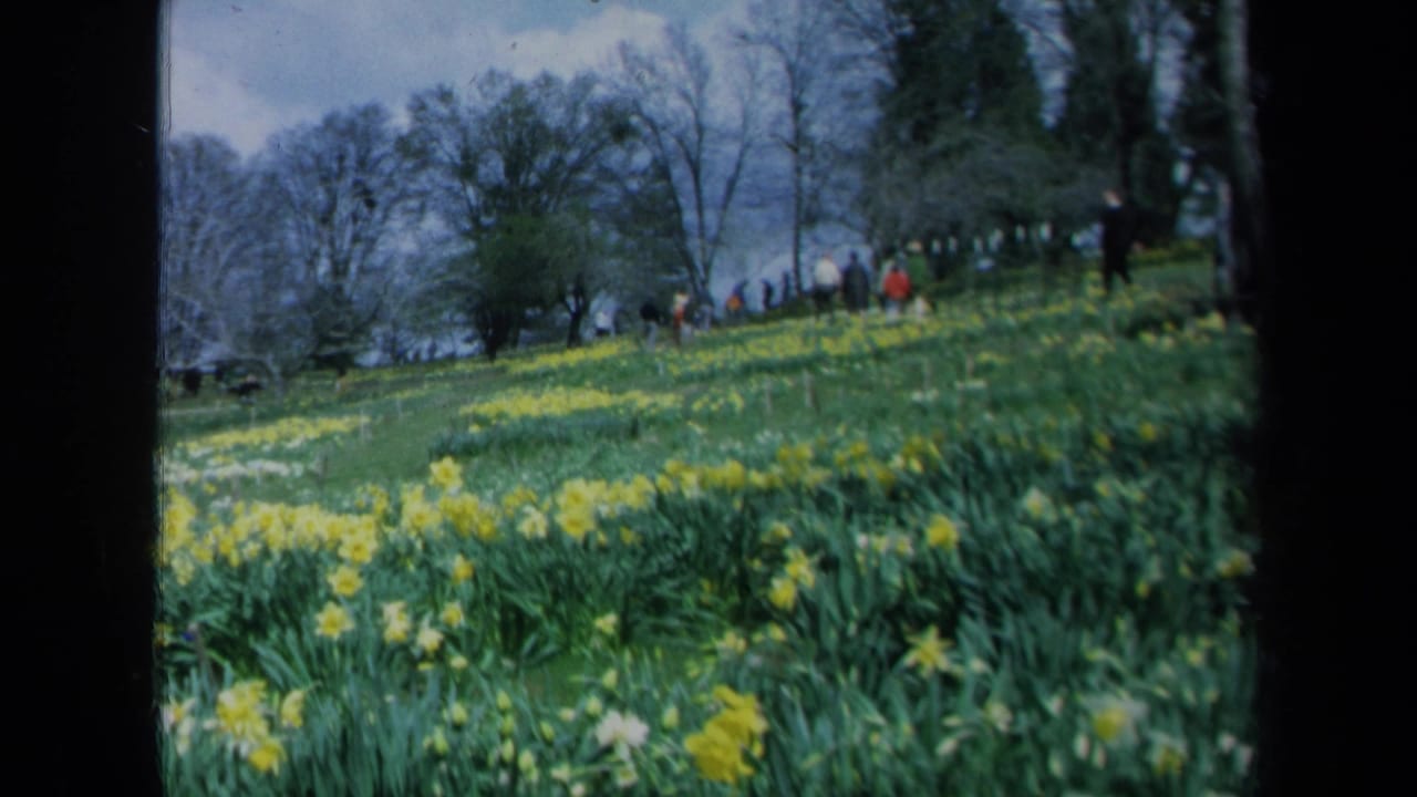 1969 California 8mm frame showing yellow daffodils across a grassy slope, bare trees, and small distant figures at the top of the hill.
