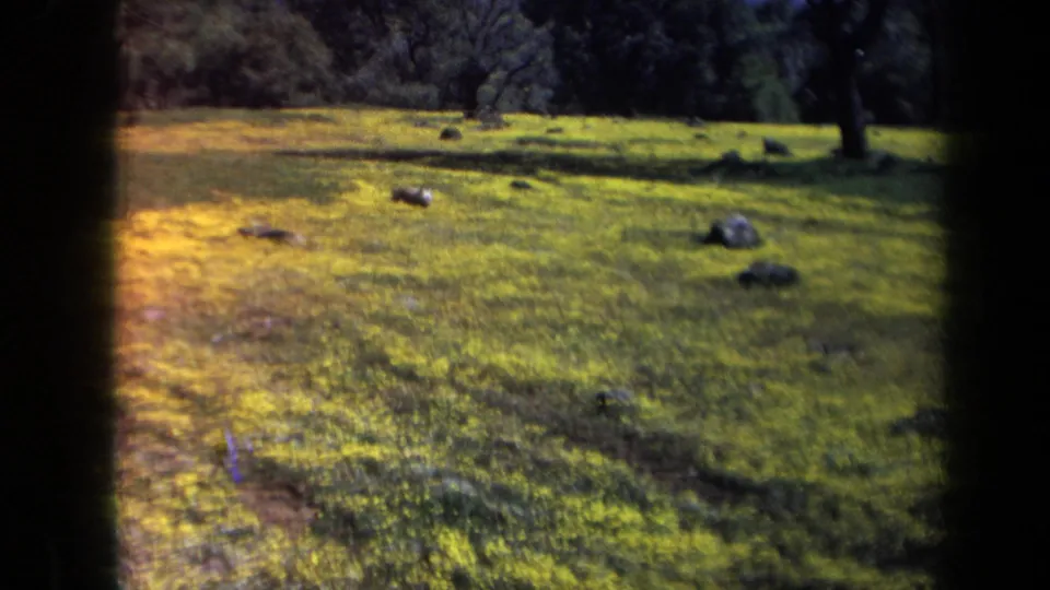 1969 California 8mm frame showing several pigs or hogs scattered across a grassy, flowered field with trees and muddy patches nearby.