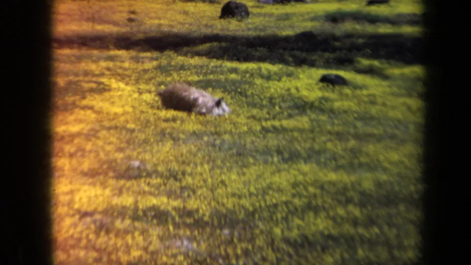 1969 California 8mm frame with a pig or hog lying in yellow-green grass, other animals in the background, and warm exposure across the field.