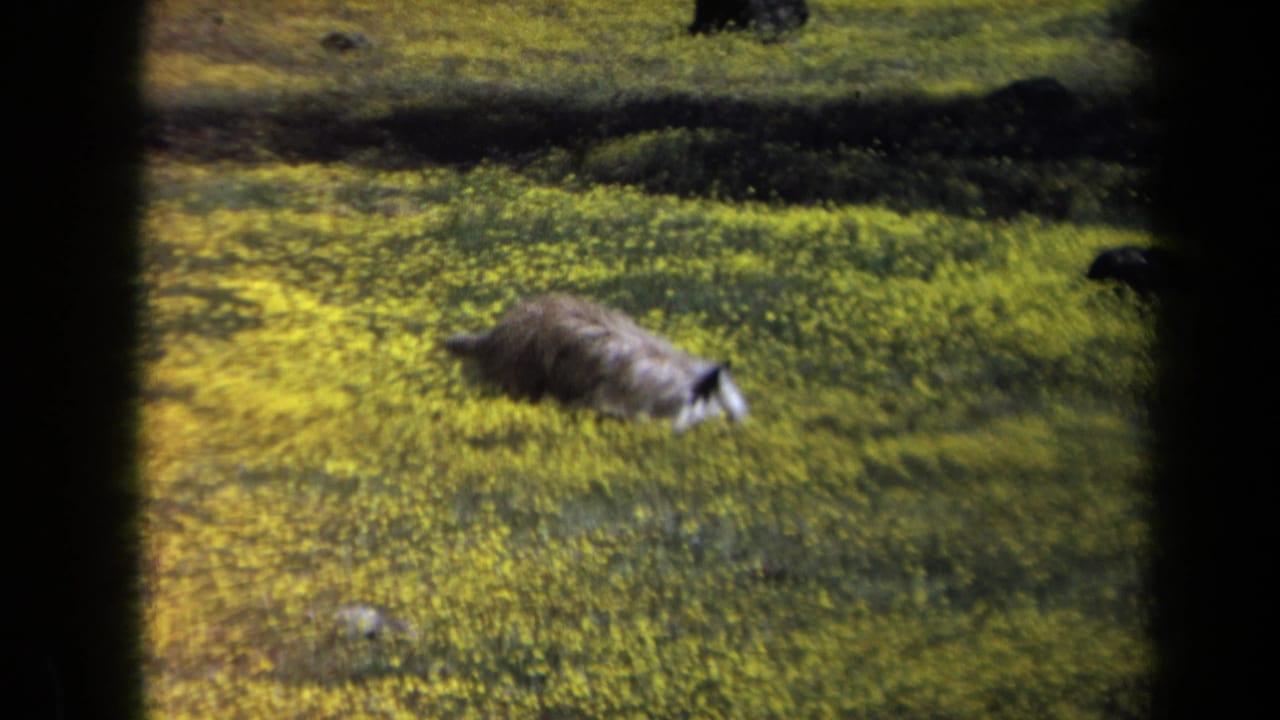 Small brown dog appears to sniff through yellow wildflowers in a California field, supported by 1969 home-movie metadata.