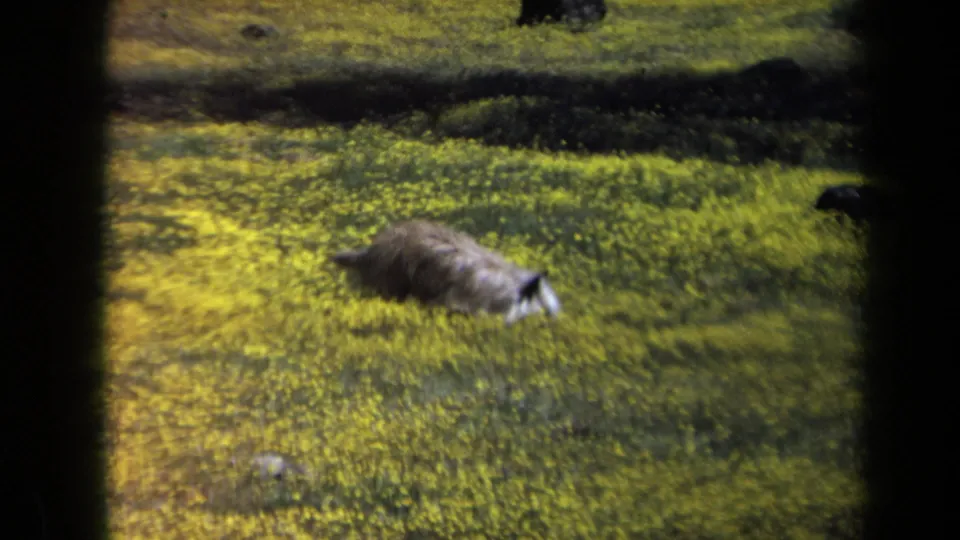 Small brown dog appears to sniff through yellow wildflowers in a California field, supported by 1969 home-movie metadata.