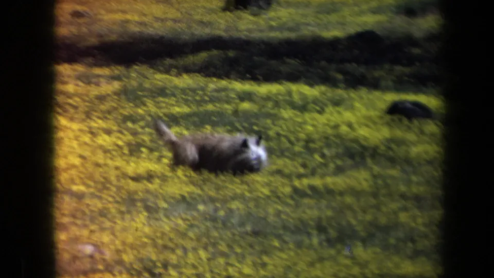 Small brown dog remains low in a yellow wildflower field, with soft 8mm texture and metadata-supported California setting.