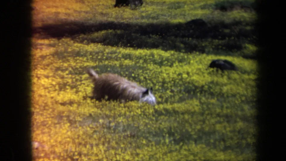 Hairy-faced small brown dog sniffs across a yellow-flowered field in archival 8mm footage from California, 1969.