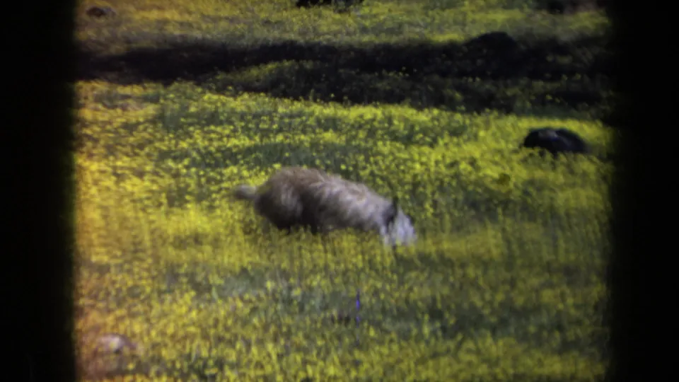 Small brown dog turns away in a sunlit California wildflower field, framed by dark 8mm gate edges and soft grain.