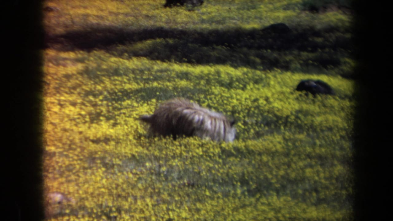 Small dark dog partly hidden in a yellow wildflower meadow.