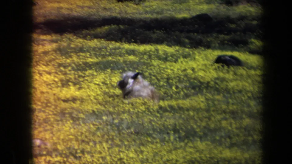 Small dog appears turned in a California meadow of yellow wildflowers, captured with grainy 1969 8mm color texture.