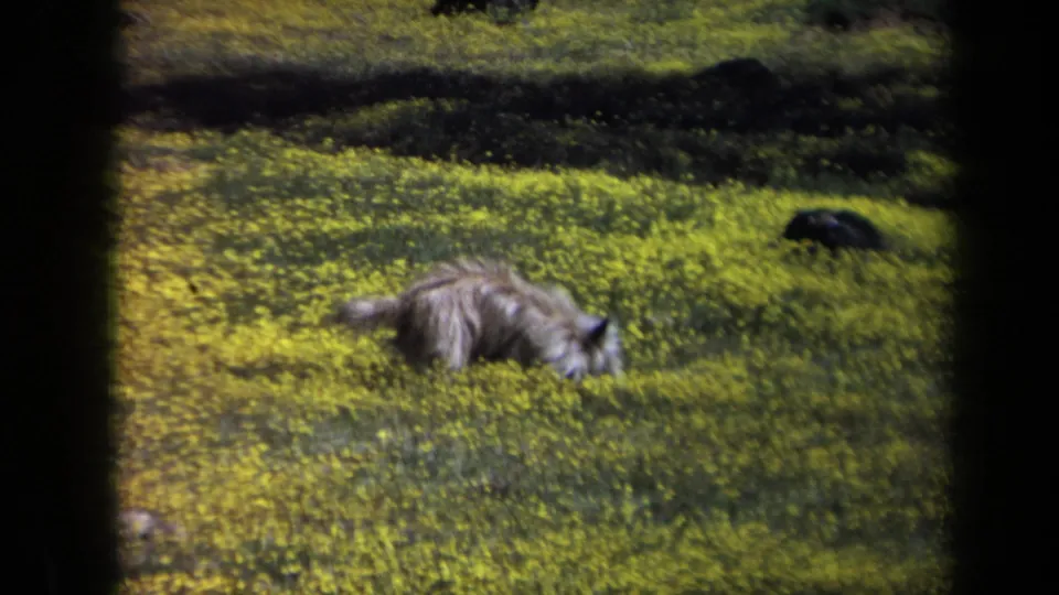 Small dog rolls or digs through yellow wildflowers in a handheld 1969 California 8mm home-movie frame.