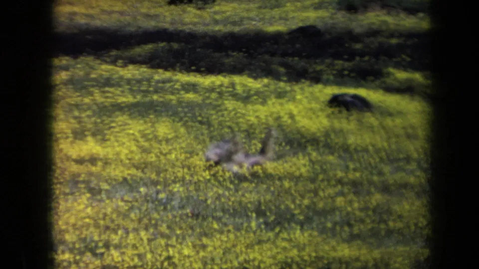 Small dog lies low or rolls in a California field of yellow flowers, with visible grain and soft 8mm framing from 1969.