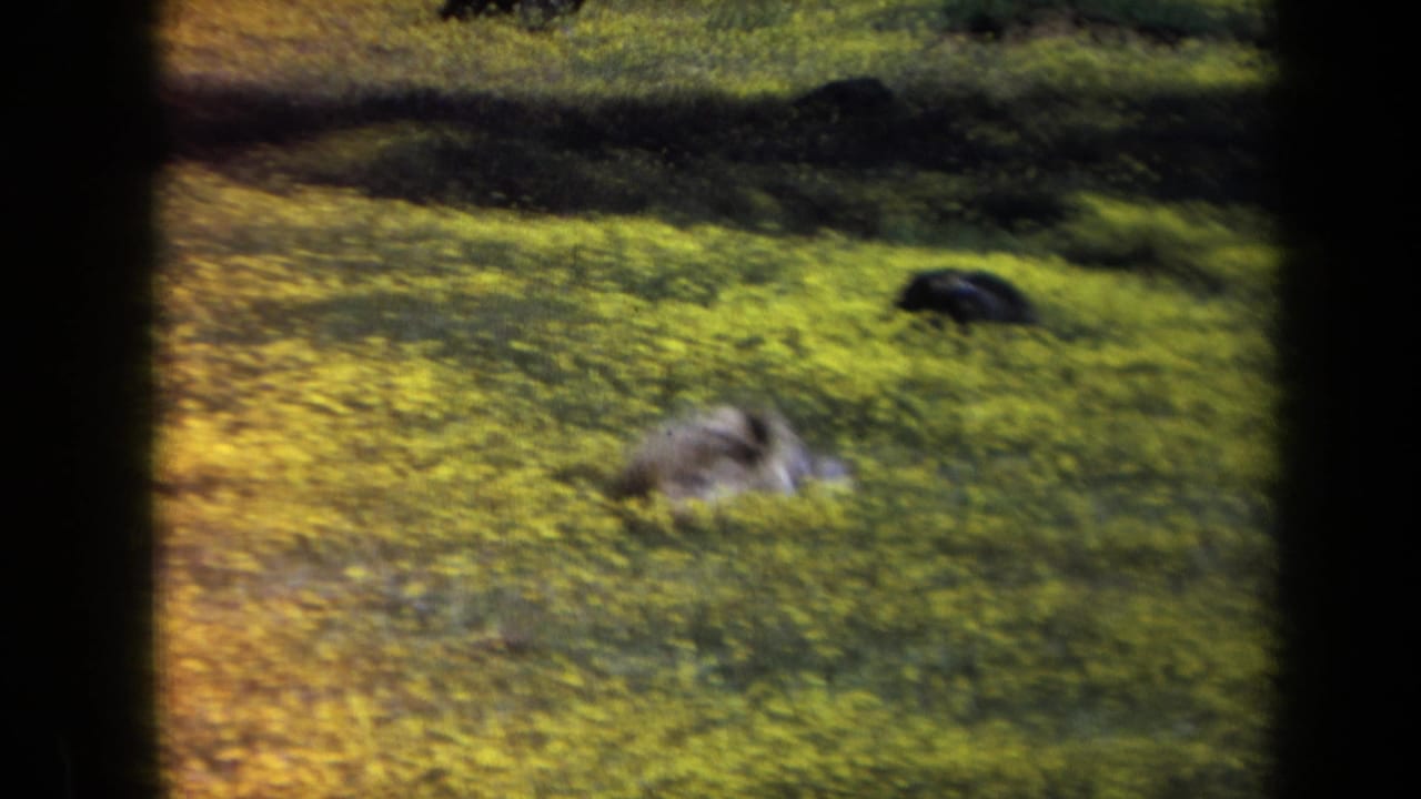1969 California 8mm frame of a fluffy light-colored dog on its back or side in a sunlit wildflower field.