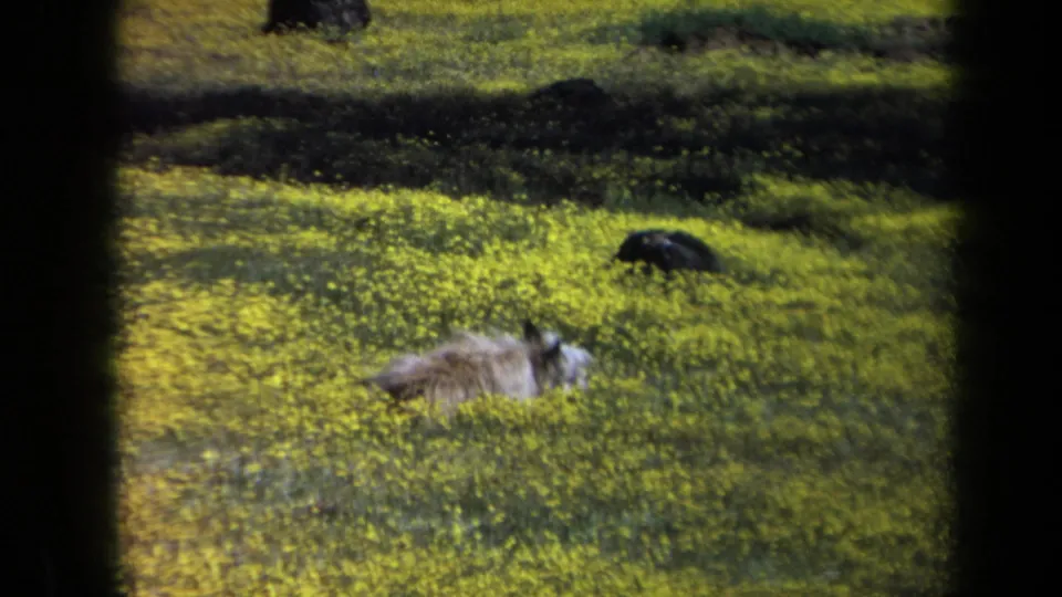 1969 California home-movie frame showing a fluffy dog rubbing its back in bright grass and wildflowers.