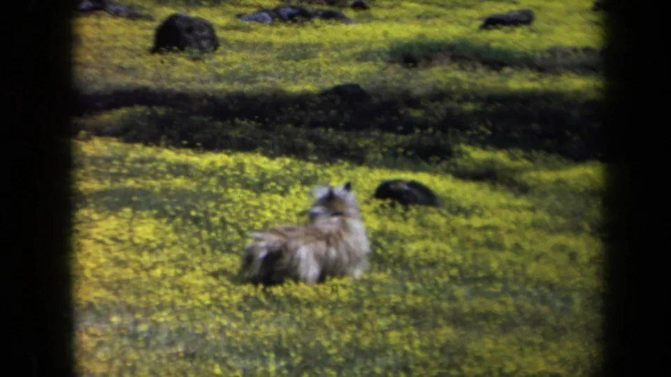 1969 California 8mm still of a light fluffy dog upright in a sunlit field with rocks and distant shade.