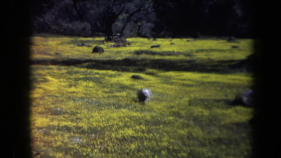 Wide 1969 California 8mm frame with the fluffy dog small in the foreground of a bright wildflower field.