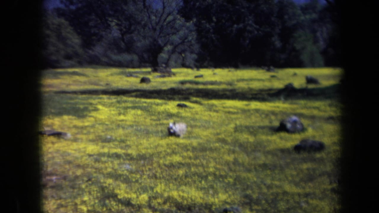 Open grassy park with yellow flowers, scattered rocks, and trees in the background.