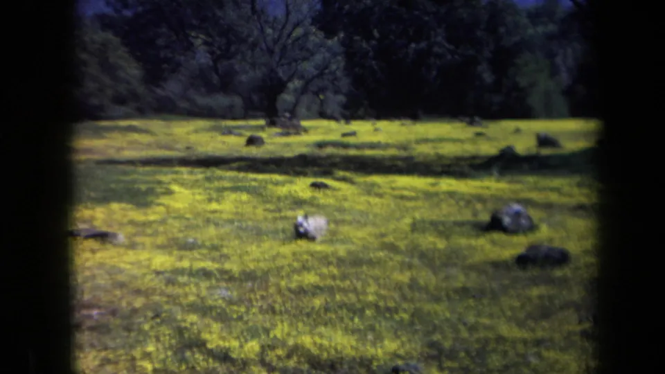 1969 California 8mm frame showing a sunlit park meadow with yellow-green grass, rocks, and distant trees.