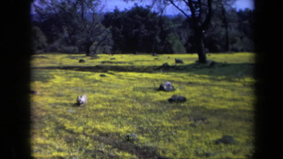 1969 California home-movie frame of a bright park meadow with scattered rocks and trees beyond the grass.