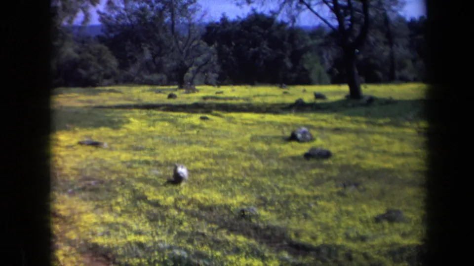 1969 California 8mm frame showing a small light-colored dog in a grassy park with rocks and trees behind it.