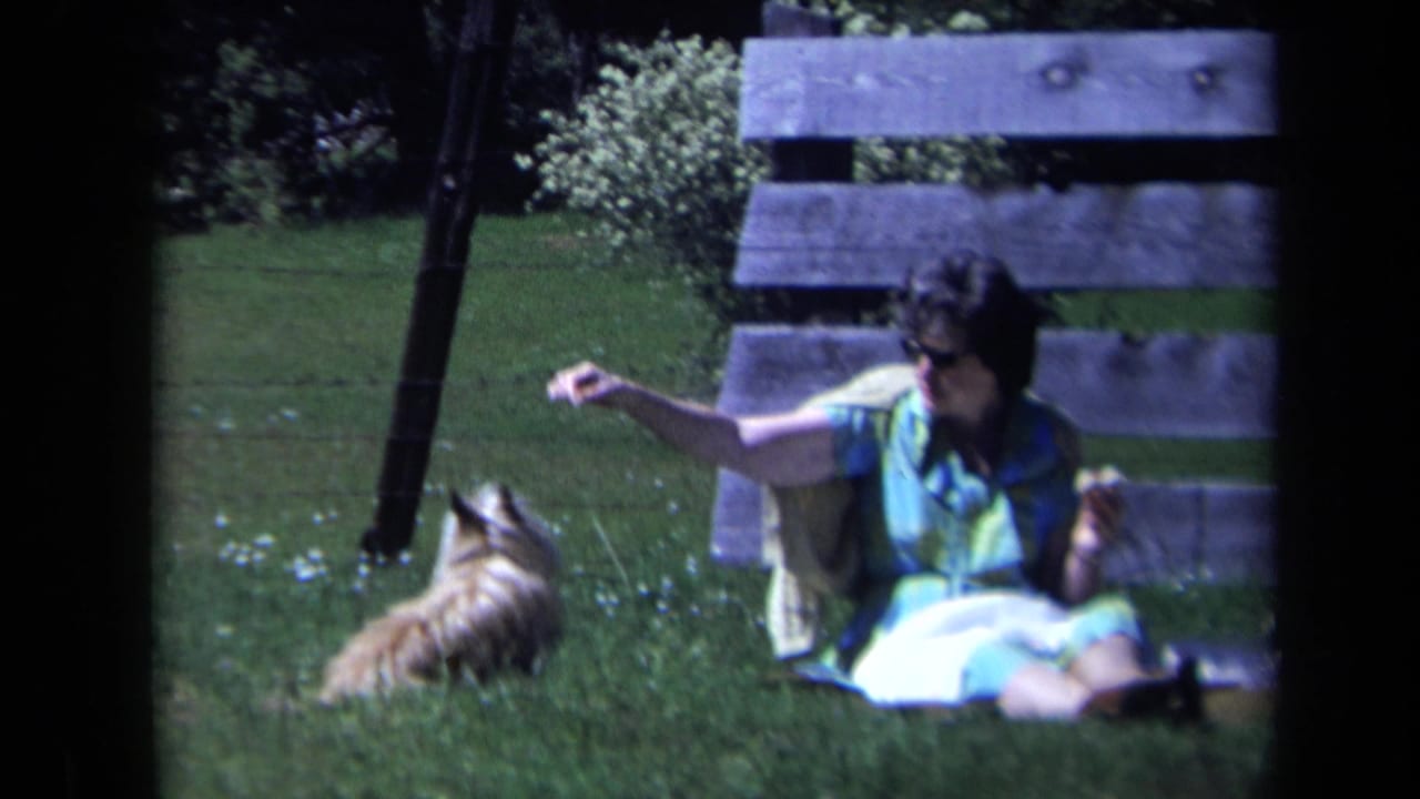 Small dog faces a seated woman who extends her arm while sitting on the lawn by a wooden fence.