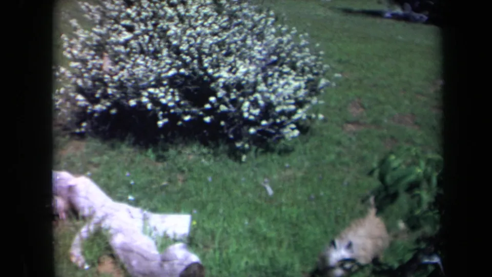 The final frame shifts across the lawn as a small dog moves near a flowering bush, with part of the seated woman still visible at the edge.